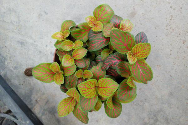 網紋草扦插繁殖方法 網紋草什么時候播種