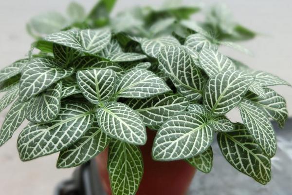 網紋草扦插繁殖方法 網紋草什么時候播種