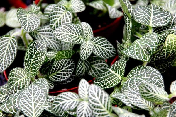 網紋草扦插繁殖方法 網紋草什么時候播種