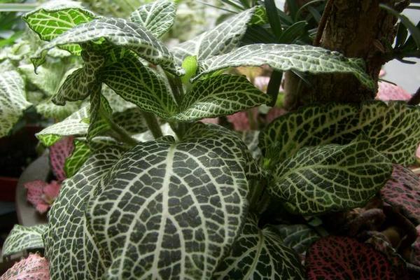 網紋草扦插繁殖方法 網紋草什么時候播種