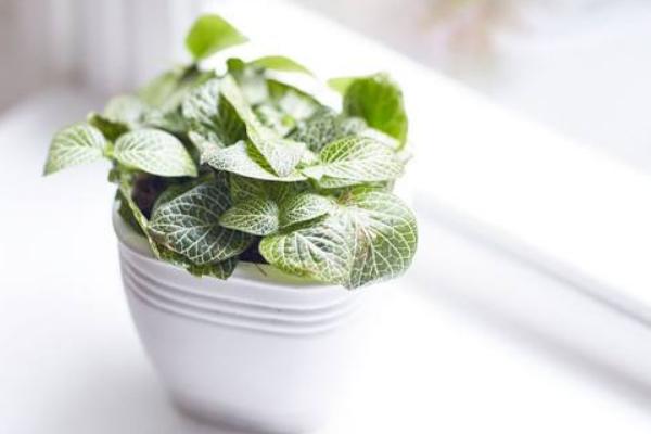 網紋草扦插繁殖方法 網紋草什么時候播種