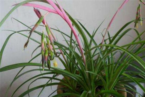 垂花水塔花怎么養(yǎng) 垂花水塔花養(yǎng)殖方法與注意事項(xiàng)