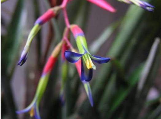 垂花水塔花怎么養(yǎng) 垂花水塔花養(yǎng)殖方法與注意事項(xiàng)