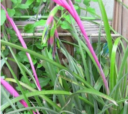 垂花水塔花怎么養(yǎng) 垂花水塔花養(yǎng)殖方法與注意事項(xiàng)