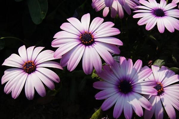 藍(lán)目菊圖片大全 藍(lán)目菊花語及寓意