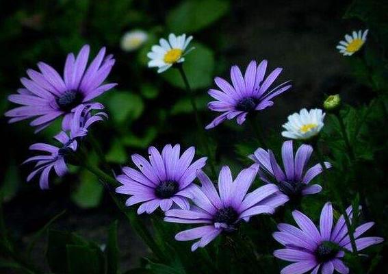 藍(lán)目菊圖片大全 藍(lán)目菊花語及寓意