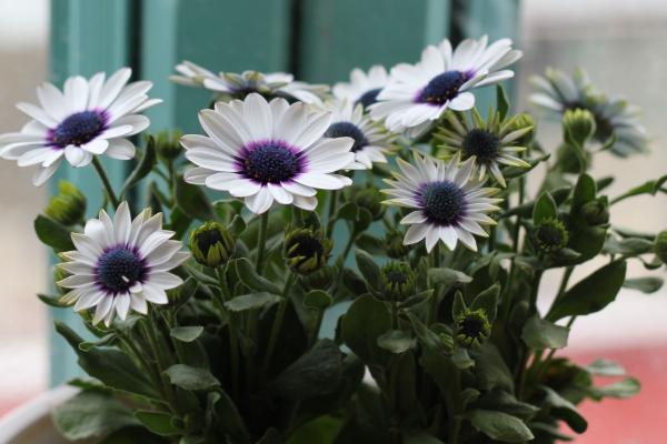 藍(lán)目菊圖片大全 藍(lán)目菊花語及寓意