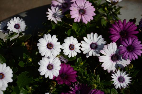 藍(lán)目菊圖片大全 藍(lán)目菊花語及寓意