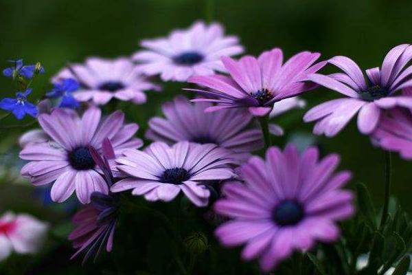 藍(lán)目菊圖片大全 藍(lán)目菊花語及寓意