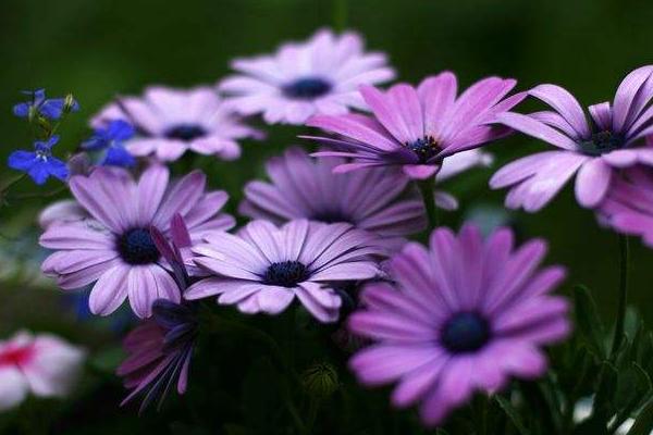 藍目菊怎么澆水（多久澆一次） 藍目菊怎么施肥