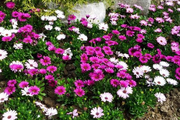 藍(lán)目菊圖片大全 藍(lán)目菊花語及寓意