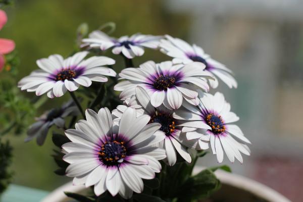 藍(lán)目菊圖片大全 藍(lán)目菊花語及寓意