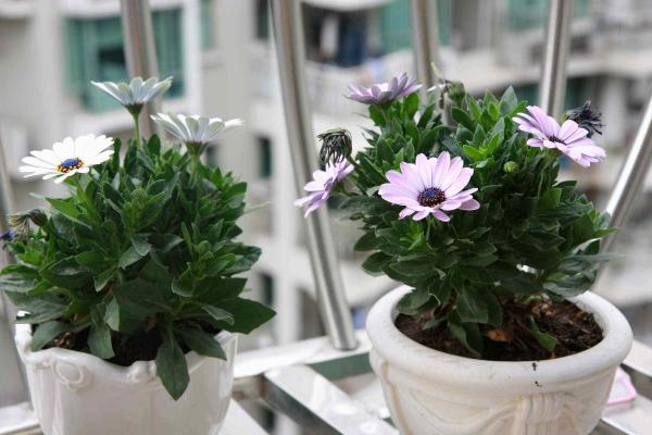 藍(lán)目菊圖片大全 藍(lán)目菊花語及寓意