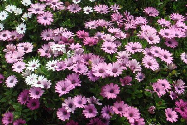 藍(lán)目菊圖片大全 藍(lán)目菊花語及寓意