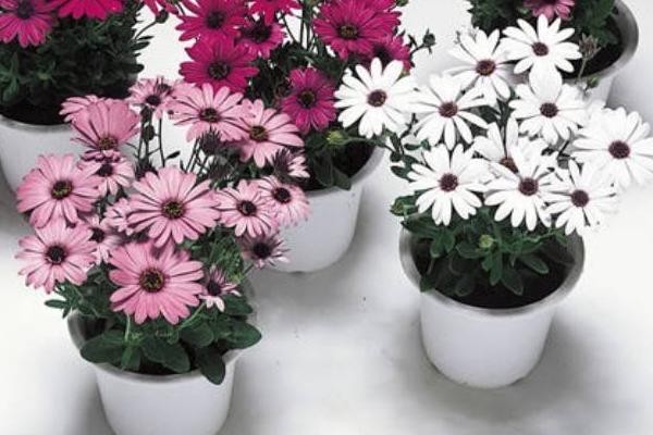 藍(lán)目菊圖片大全 藍(lán)目菊花語及寓意