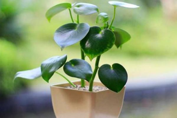 荷葉椒草怎么種 荷葉椒草種植方法與注意事項