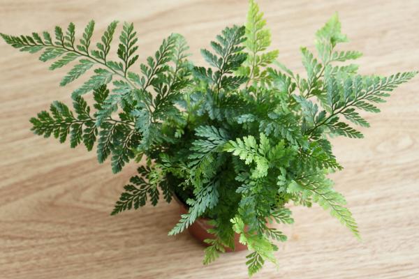 狼尾蕨吸甲醛嗎 狼尾蕨能凈化空氣嗎