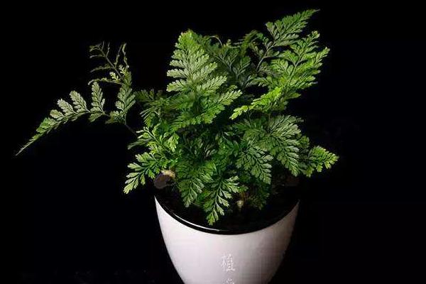 狼尾蕨吸甲醛嗎 狼尾蕨能凈化空氣嗎