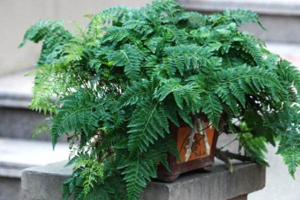 狼尾蕨吸甲醛嗎 狼尾蕨能凈化空氣嗎