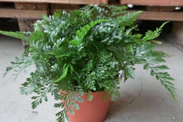 狼尾蕨吸甲醛嗎 狼尾蕨能凈化空氣嗎