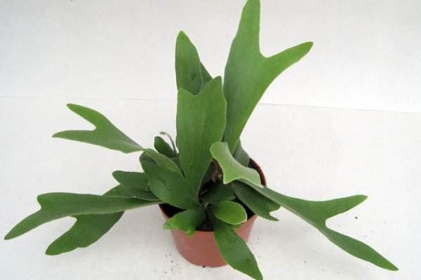 鹿角蕨怎么澆水（多久澆一次） 鹿角蕨如何分株