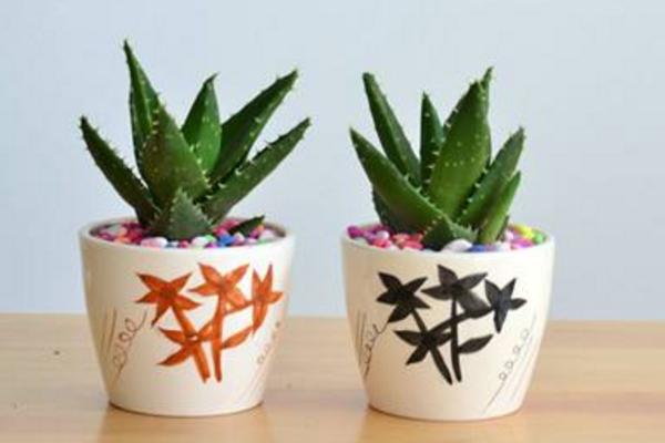 狼尾蕨吸甲醛嗎 狼尾蕨能凈化空氣嗎