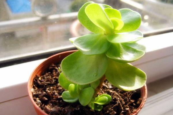 金錢木葉子變軟發黃怎么辦 金錢木掉葉子的解決方法