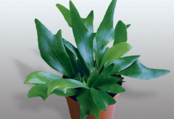 鹿角蕨怎么澆水(多久澆一次) 鹿角蕨如何分株