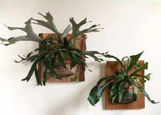 鹿角蕨怎么澆水(多久澆一次) 鹿角蕨如何分株