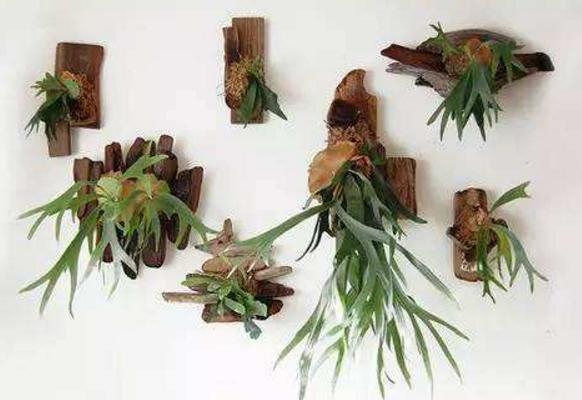 鹿角蕨怎么澆水(多久澆一次) 鹿角蕨如何分株