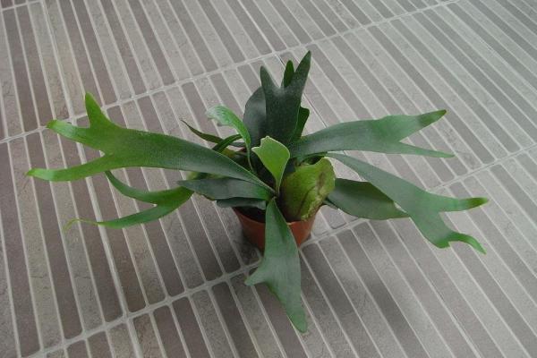 鹿角蕨怎么澆水(多久澆一次) 鹿角蕨如何分株