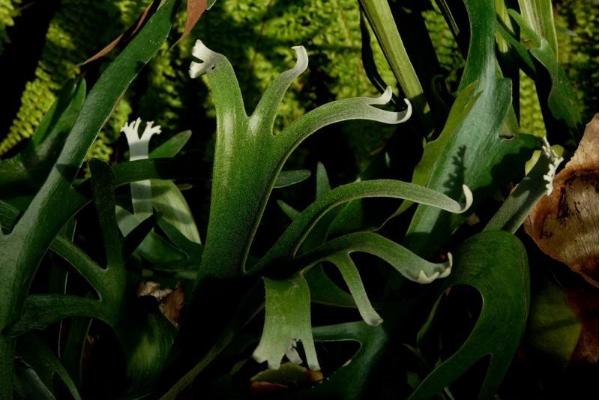 鹿角蕨怎么澆水(多久澆一次) 鹿角蕨如何分株