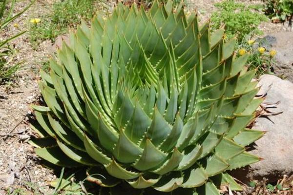 蘆薈女王和普通蘆薈的區(qū)別是什么 蘆薈女王的作用用途