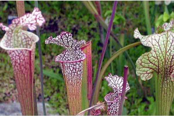 瓶子草和豬籠草的區(qū)別是什么 瓶子草的捕食方法