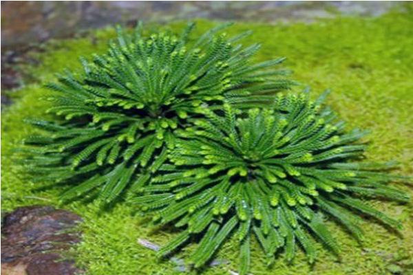 卷柏怎么澆水（多久澆一次） 卷柏的養(yǎng)殖方法及注意事項(xiàng)