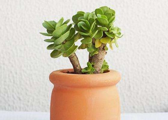 金錢木葉子變軟發黃怎么辦 金錢木掉葉子的解決方法