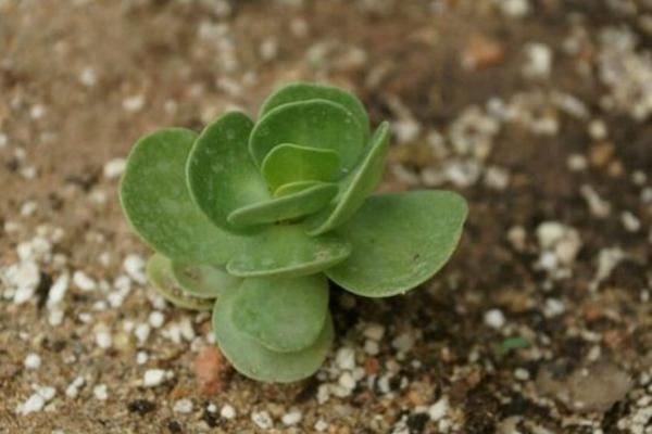 金錢木葉子變軟發黃怎么辦 金錢木掉葉子的解決方法