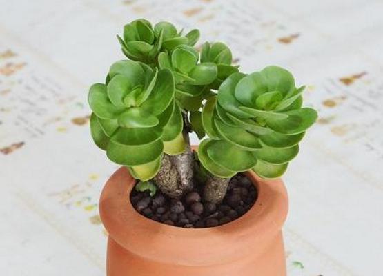 金錢木葉子變軟發黃怎么辦 金錢木掉葉子的解決方法