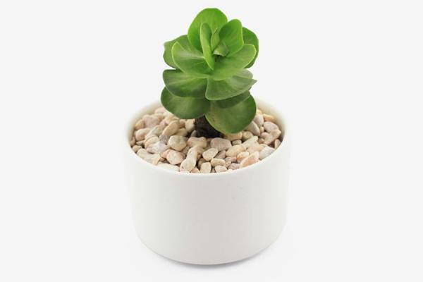 金錢木葉子變軟發黃怎么辦 金錢木掉葉子的解決方法