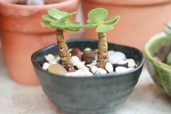 金錢木葉子變軟發黃怎么辦 金錢木掉葉子的解決方法