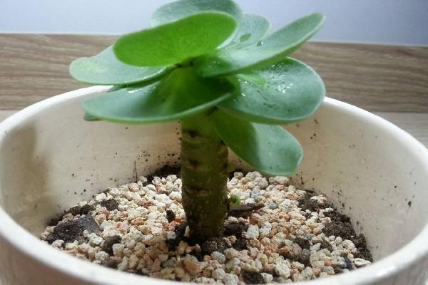 金錢木葉子變軟發黃怎么辦 金錢木掉葉子的解決方法