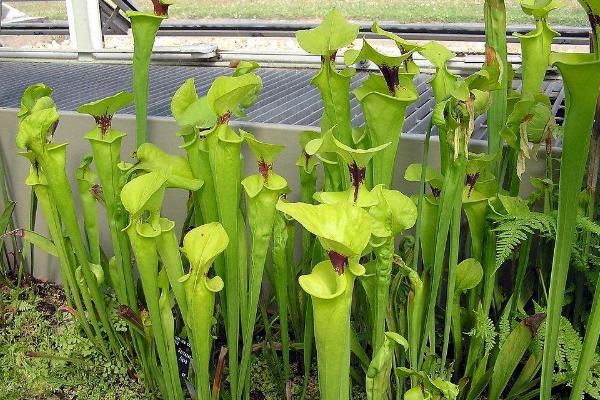 瓶子草怎么養(yǎng) 瓶子草養(yǎng)殖方法與注意事項(xiàng)