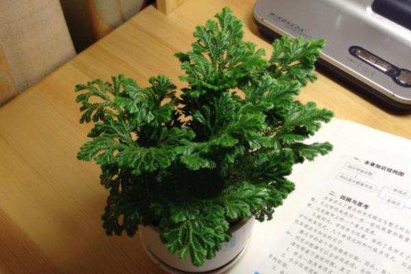 卷柏功效與作用及禁忌 卷柏藥用價值