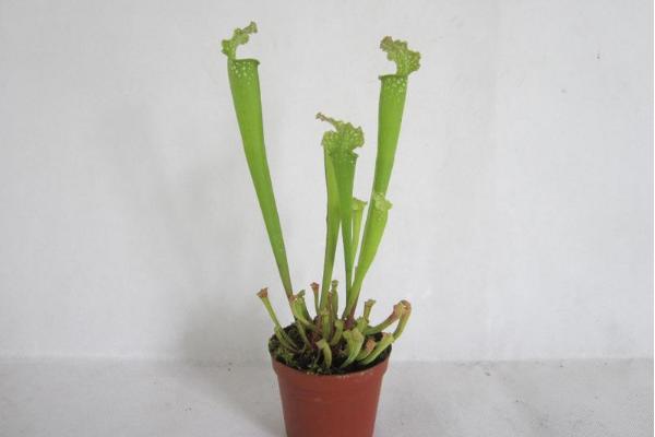 瓶子草怎么養 瓶子草養殖方法與注意事項