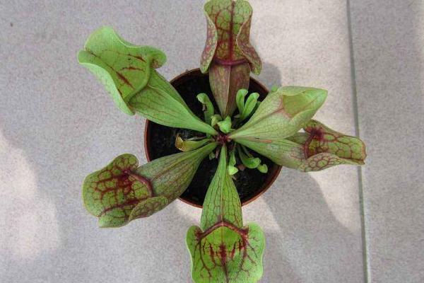 瓶子草怎么養 瓶子草養殖方法與注意事項