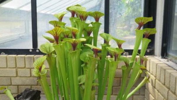 瓶子草怎么養 瓶子草養殖方法與注意事項