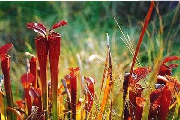 瓶子草怎么養 瓶子草養殖方法與注意事項