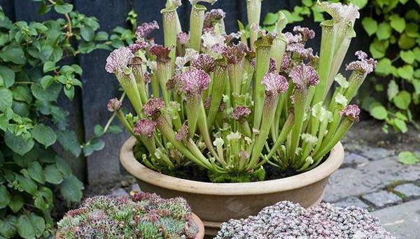 瓶子草怎么養 瓶子草養殖方法與注意事項