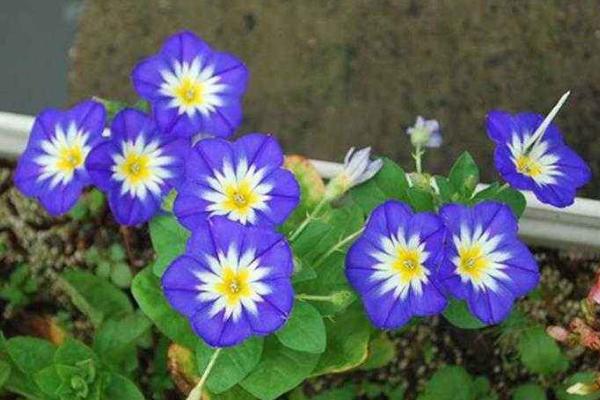 三色旋花圖片大全 三色旋花什么時候開花