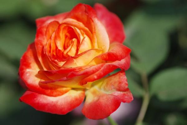 月季嫁接方法 月季什么時候扦插最好